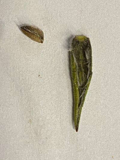 Amphithalea cymbifolia, photographed by Christina