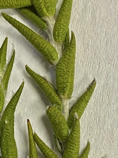 Amphithalea cymbifolia, photographed by Christina