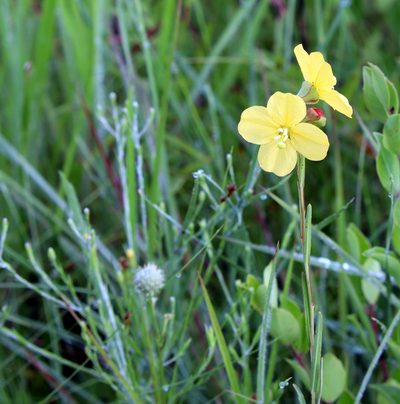 Ludwigia virgata, photographed by Lauren McLaurin