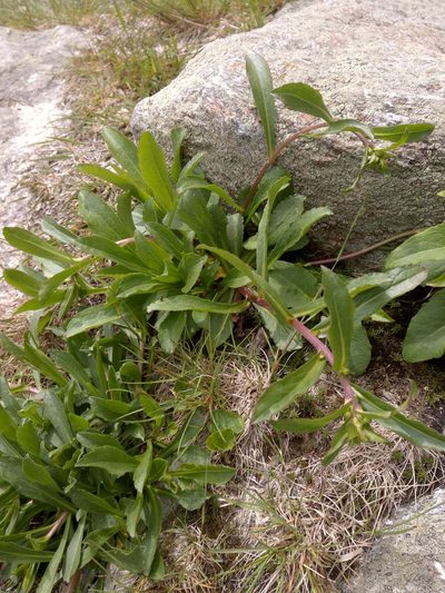 Solidago leiocarpa, photographed by Doug Weihrauch