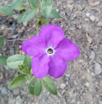 Hunzikeria texana, photographed by Luc Wyn