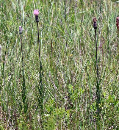 Cirsium lecontei, photographed by Lauren McLaurin