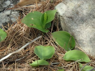Gennaria diphylla, photographed by Duarte Frade
