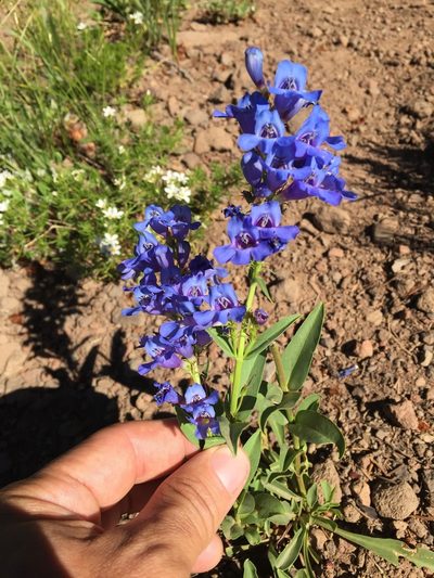 Penstemon saxosorum, photographed by Scott Loarie