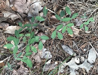 Lespedeza texana, photographed by Cliff Tyllick