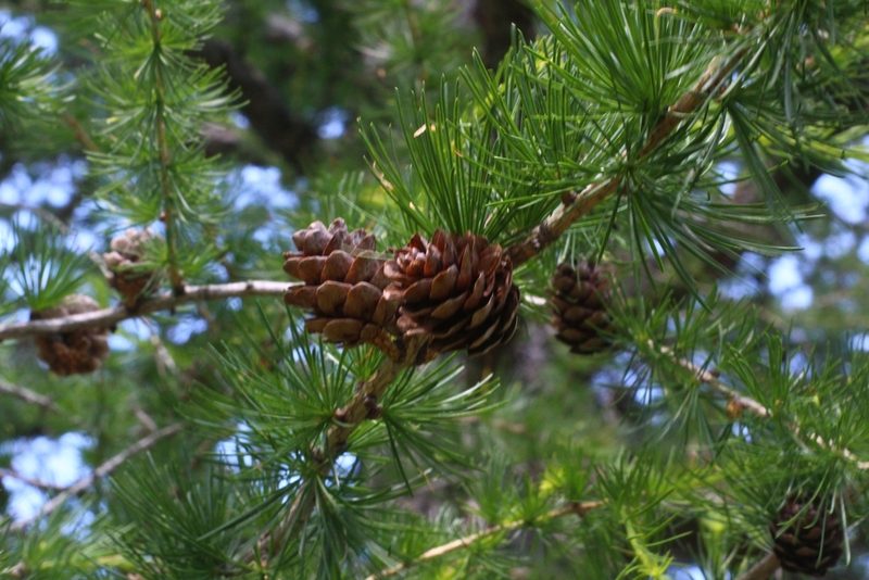 Larix decidua, photographed by CorentinD