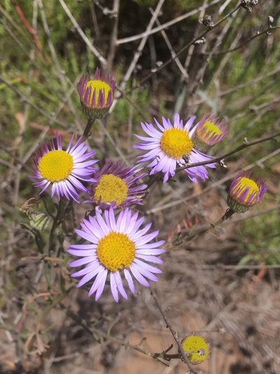 Erigeron blochmaniae, photographed by Alex Heyman