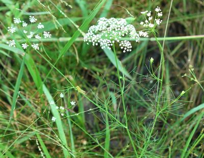 Ptilimnium nuttallii, photographed by mayfly1963