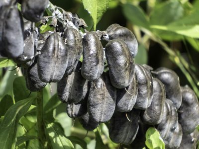 Baptisia alba, photographed by David Hebert