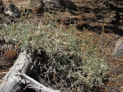 Artemisia rothrockii, photographed by Jim Morefield