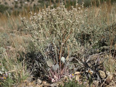 Eriogonum rupinum, photographed by Jim Morefield