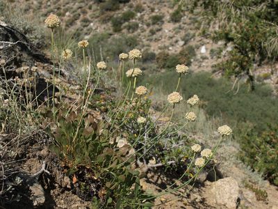 Eriogonum latens, photographed by Jim Morefield
