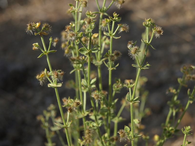 Trichogalium multiflorum, photographed by Jim Morefield