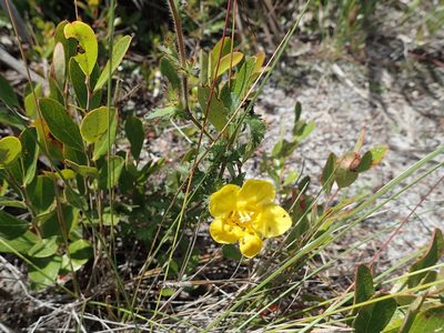 Aureolaria pectinata, photographed by Valerie Anderson