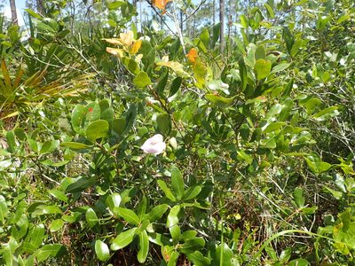 Centrosema arenicola, photographed by Valerie Anderson