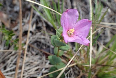 Rhexia nuttallii, photographed by Valerie Anderson