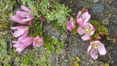 Gentianella cerastioides, photographed by Peter Brastow