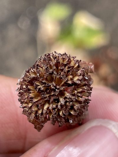 Spermacoce nesiotica, photographed by Sula Vanderplank