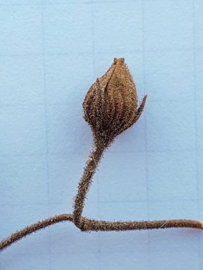 Helianthemum sanguineum, photographed by Mehdi Chetibi