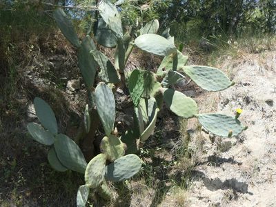 Opuntia ficus-indica, photographed by Pete Bradshaw