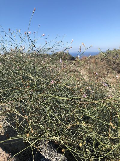 Convolvulus dorycnium, photographed by Carly Slawson