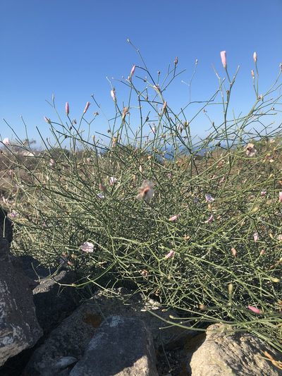 Convolvulus dorycnium, photographed by Carly Slawson