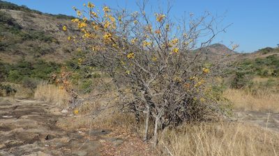 Senna singueana, photographed by i_c_riddell