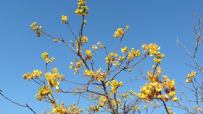 Senna singueana, photographed by i_c_riddell
