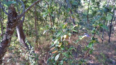 Barleria crassa, photographed by i_c_riddell
