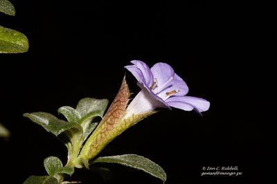 Barleria crassa, photographed by i_c_riddell