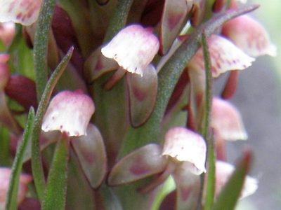 Disa micropetala, photographed by Klaus Wehrlin