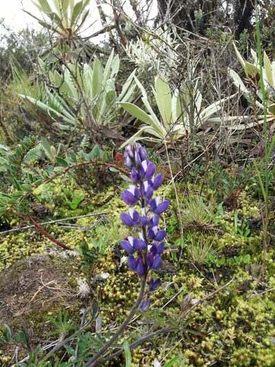 Lupinus bogotensis, photographed by Camila Plata