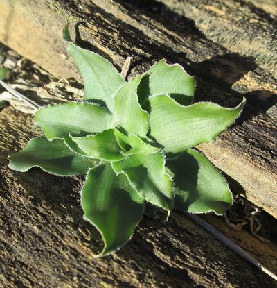 Chlorophytum crispum, photographed by Di Turner