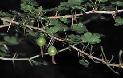 Ribes formosanum, photographed by Cynthia Su