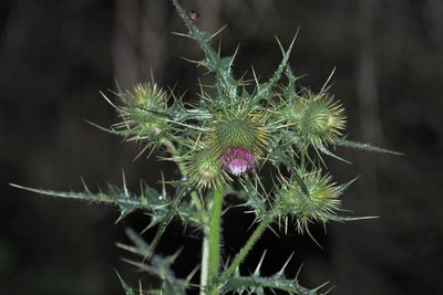 Cirsium ferum, photographed by Cynthia Su