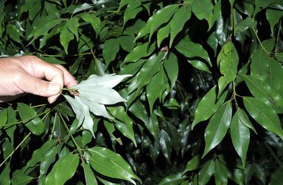 Neolitsea acuminatissima, photographed by Cynthia Su