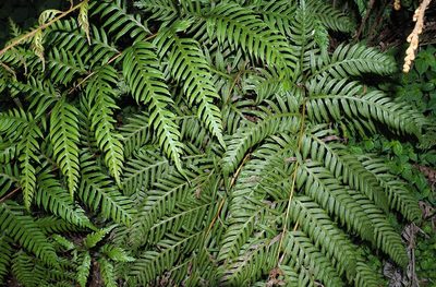 Woodwardia unigemmata, photographed by Cynthia Su