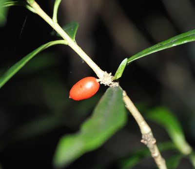 Daphne arisanensis, photographed by Cynthia Su