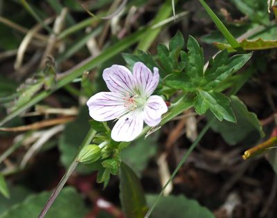Geranium hayatanum, photographed by Cynthia Su