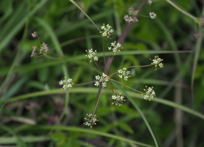 Pimpinella niitakayamensis, photographed by Cynthia Su