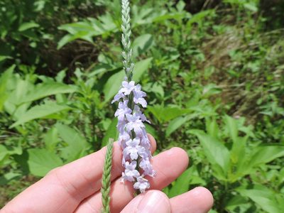 Verbena xutha, photographed by Sam Kieschnick