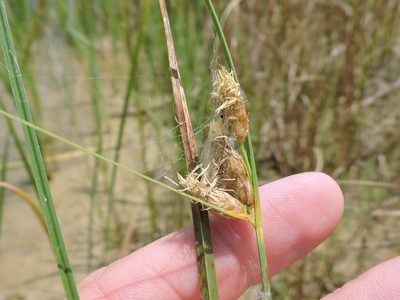 Bolboschoenus robustus, photographed by Sam Kieschnick