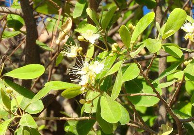 Morisonia indica, photographed by Francisco Farriols Sarabia