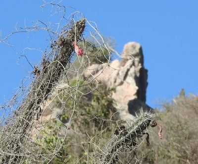 Stenocereus alamosensis, photographed by Francisco Farriols Sarabia