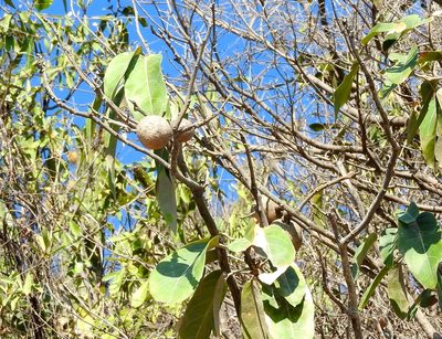 Morisonia americana, photographed by Francisco Farriols Sarabia