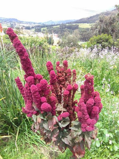 Chenopodium quinoa, photographed by GERMAN LEONEL SARMIENTO CRUZ