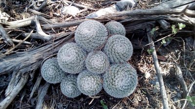 Mammillaria formosa, photographed by Alberto Wong
