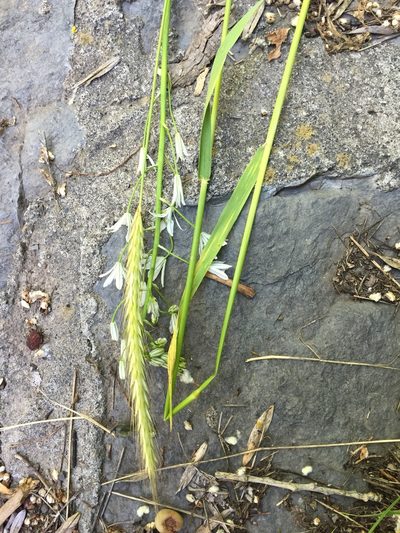 Hordeum bulbosum, photographed by Andre Hosper