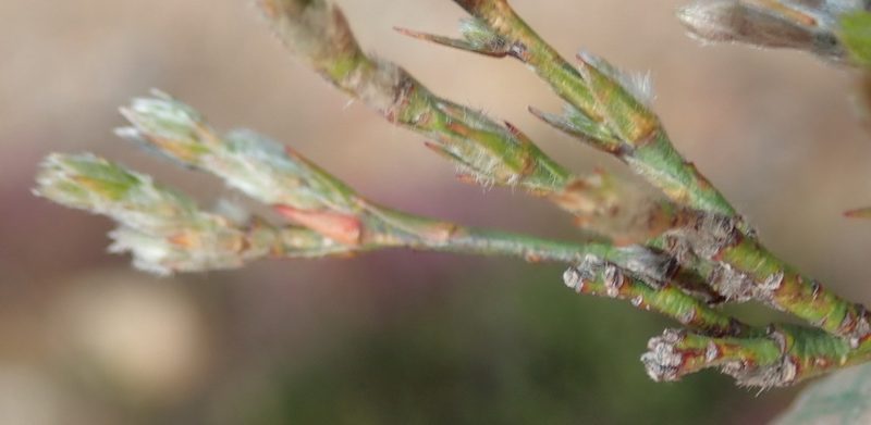 Gnidia sparsiflora, photographed by Nicola van Berkel