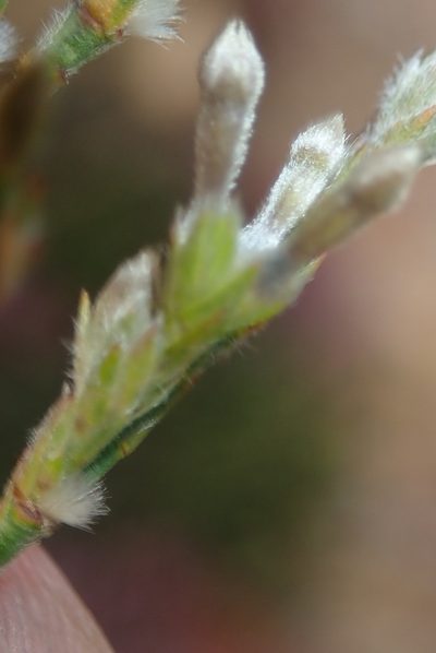 Gnidia sparsiflora, photographed by Nicola van Berkel